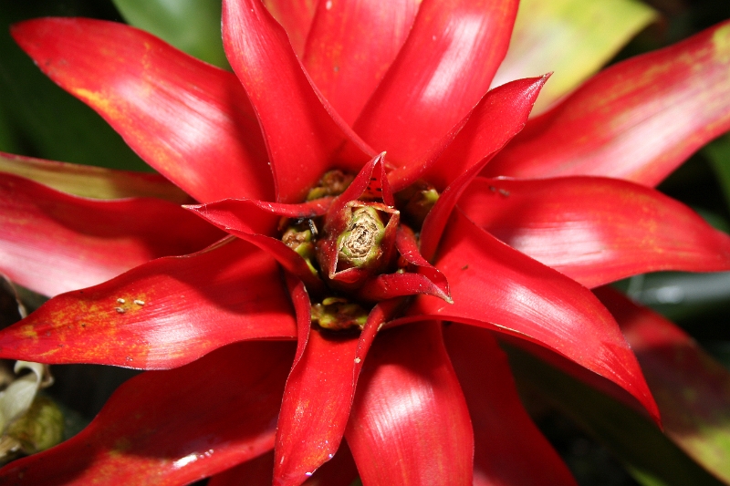 Linz (Bot. Garten)_9681.jpg
